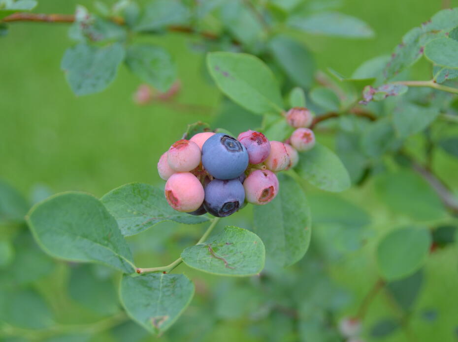 Blueberries ripen on a bush.