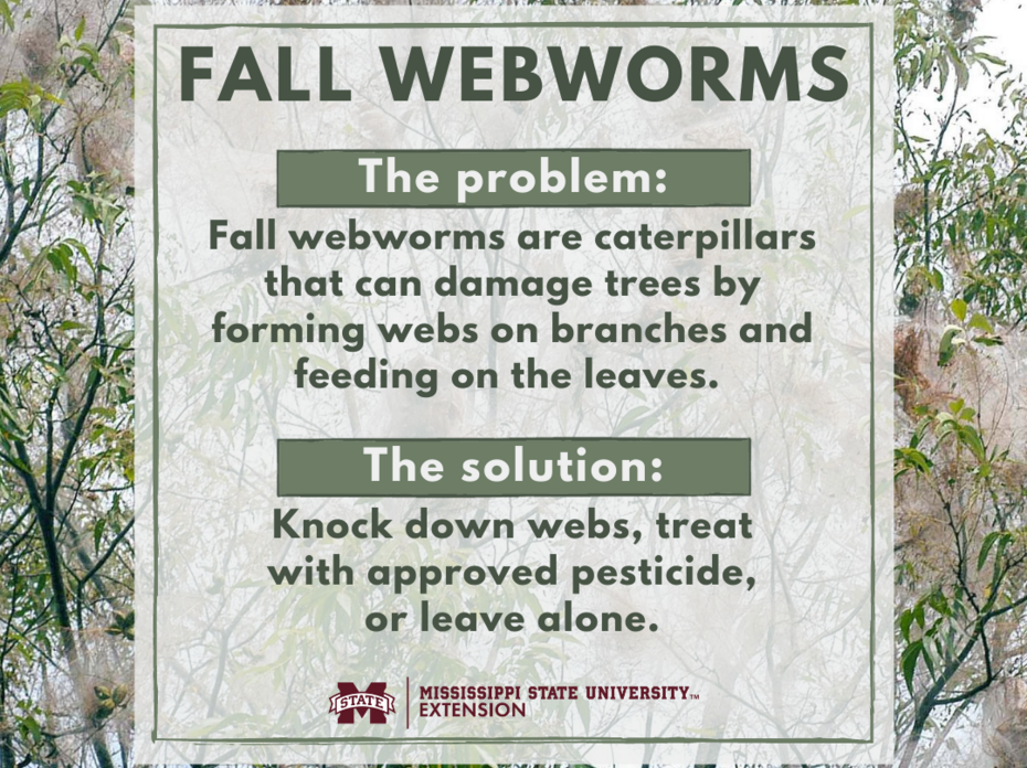 Descriptive graphic explaining what webworms are and how to treat them.