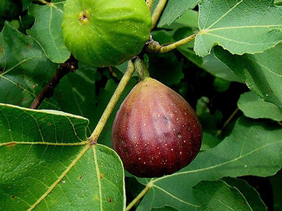 Southern Brown Turkey Fig