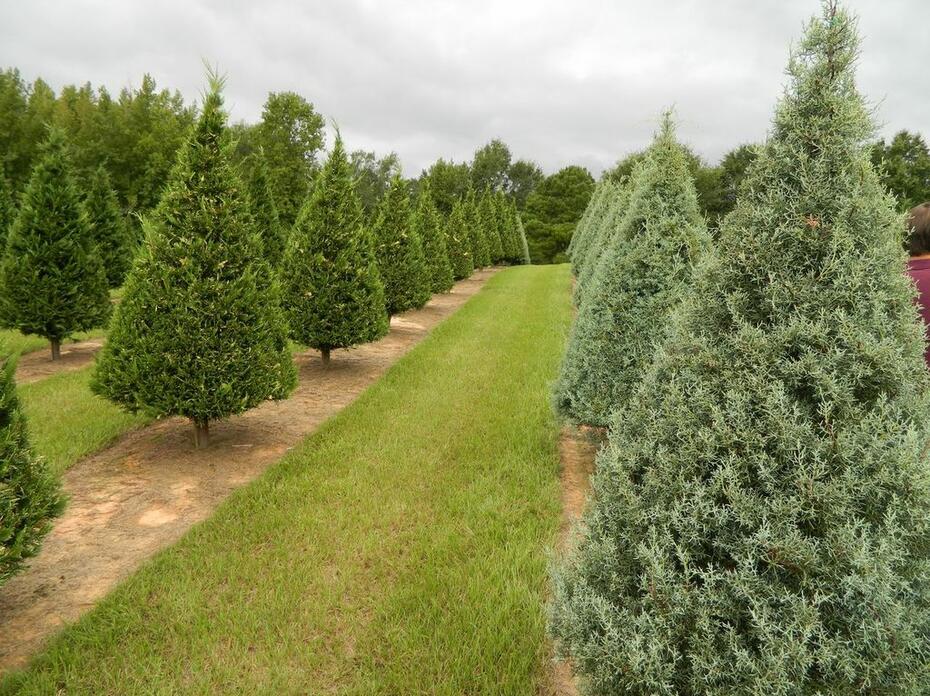 Christmas trees on a farm.