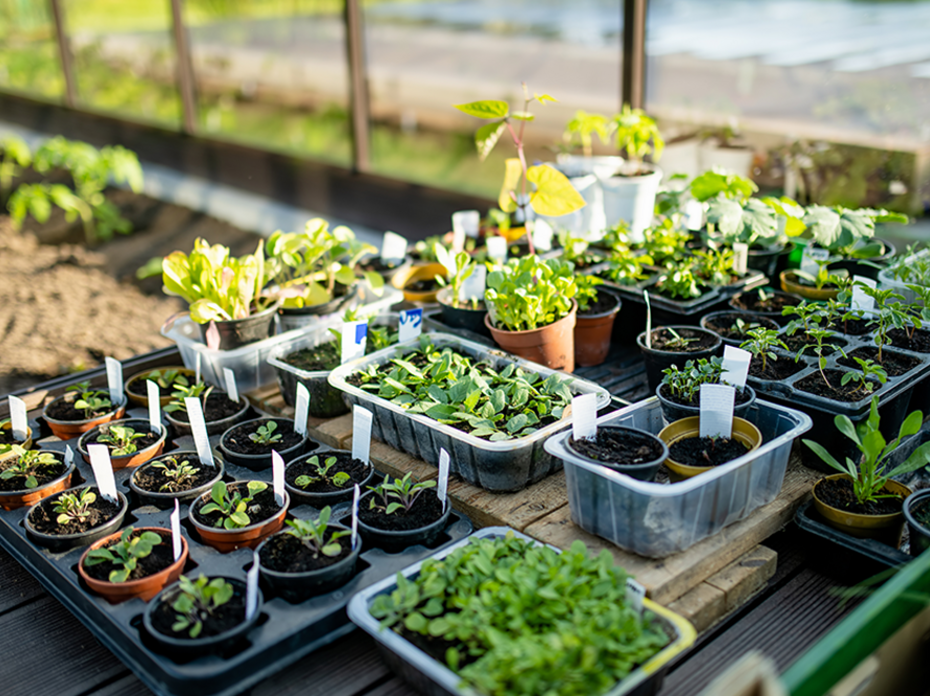 Garden plants in various containers on a wooden table