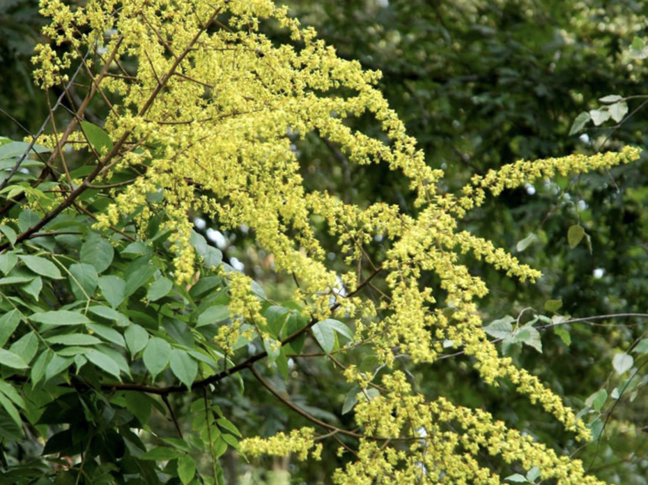 golden rain tree