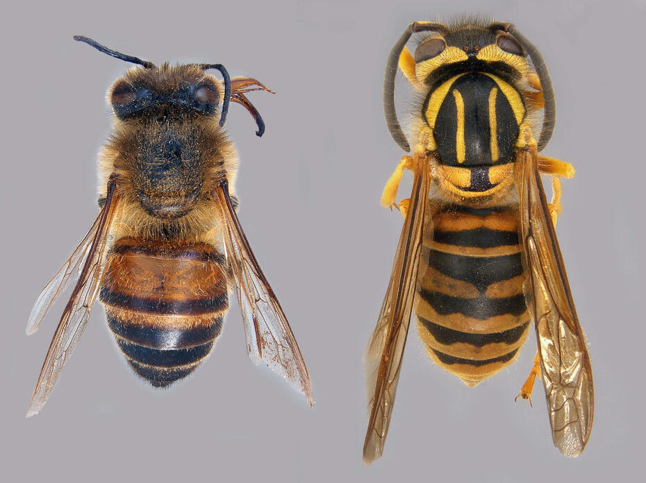On the left is a close-up photo of a worker bee specimen, on the right is a close-up photo of a Southern yellow jacket specimen.