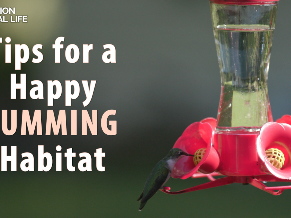 A single hummingbird stands out against a blurred background as it feeds on homemade nectar at a feeder.