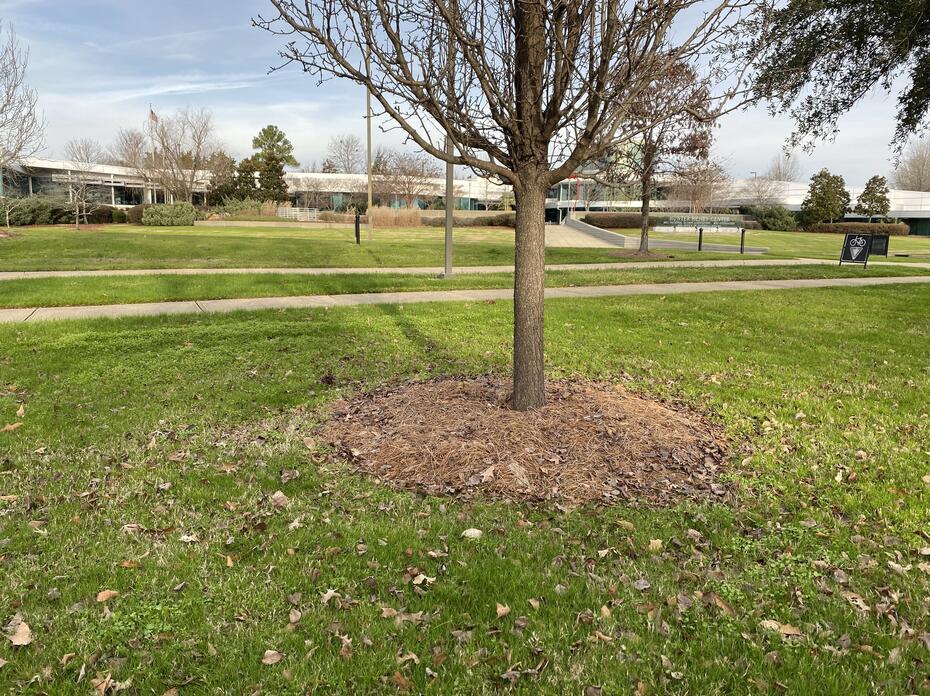 A tree planted in green grass with brown mulch around it.