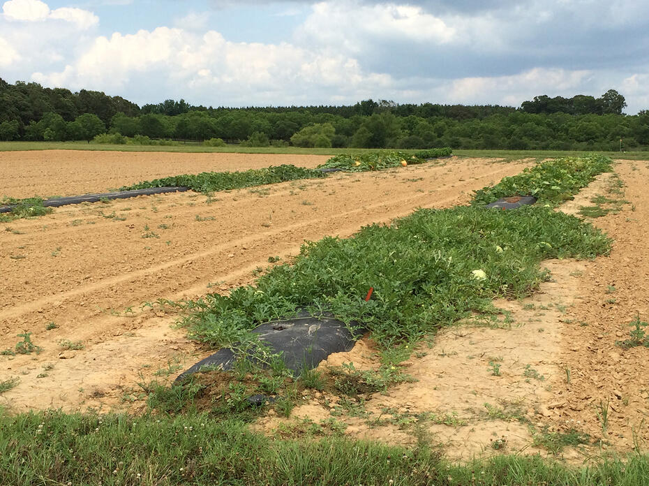 Four separate cucurbit crops grown in a field.