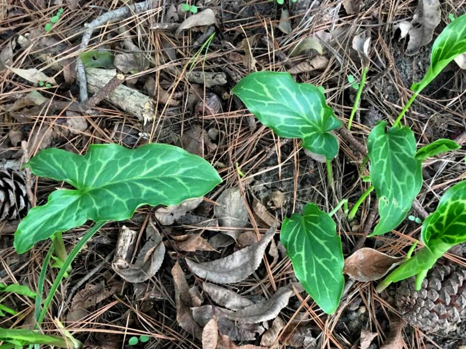 A plant with variegated, triangular leaves.