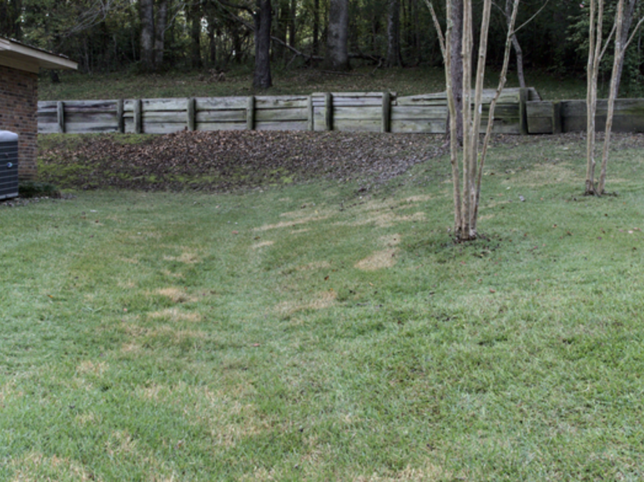 Grass with brown spots.