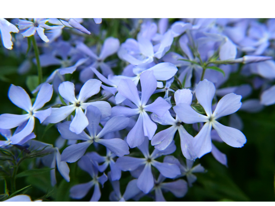 Blue phlox.