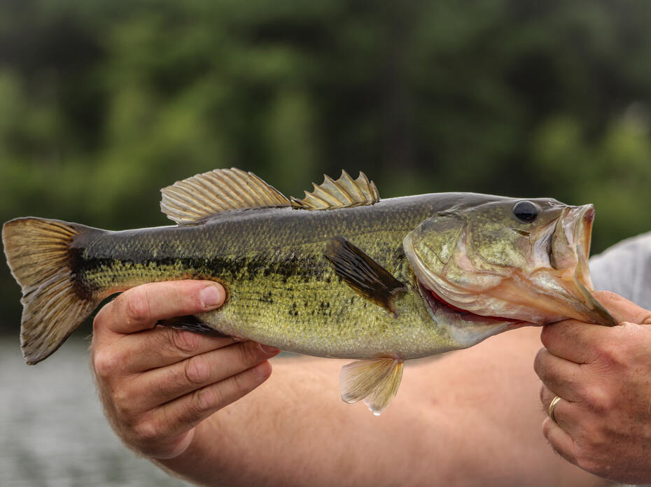 Largemouth Bass Fish