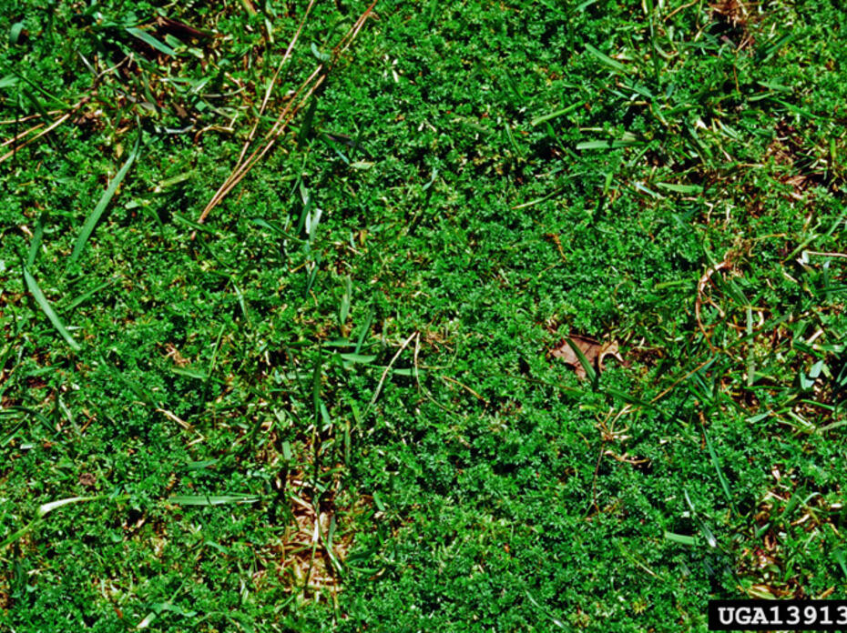 Lawn Burweed 
