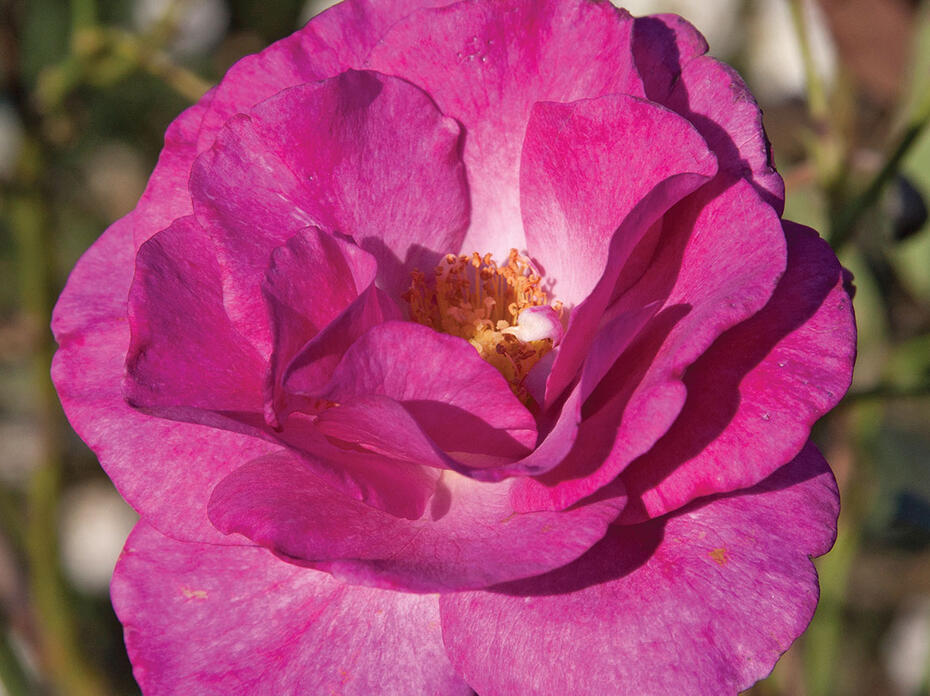 Close up of a pink rose bloom.