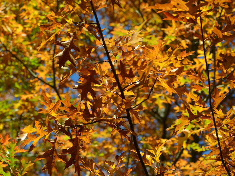 Pin Oak leaves on branches