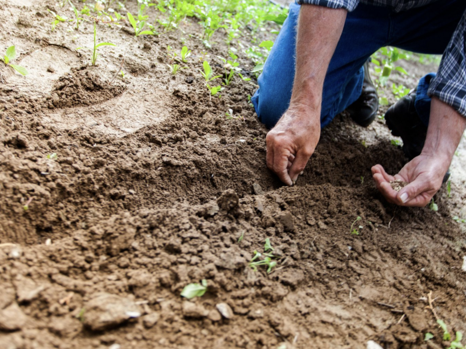 A man plants seeds in a garden row.