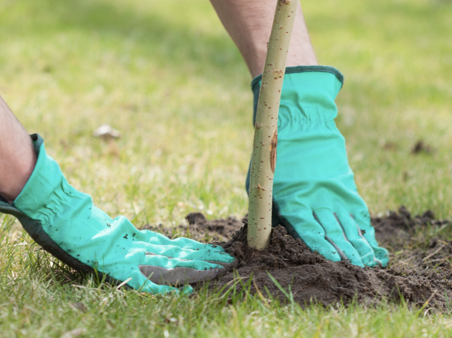 Person with teal gloves planting tree.