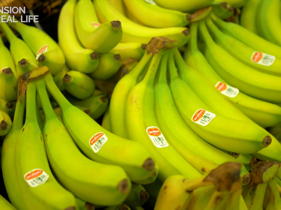 bunches of bananas