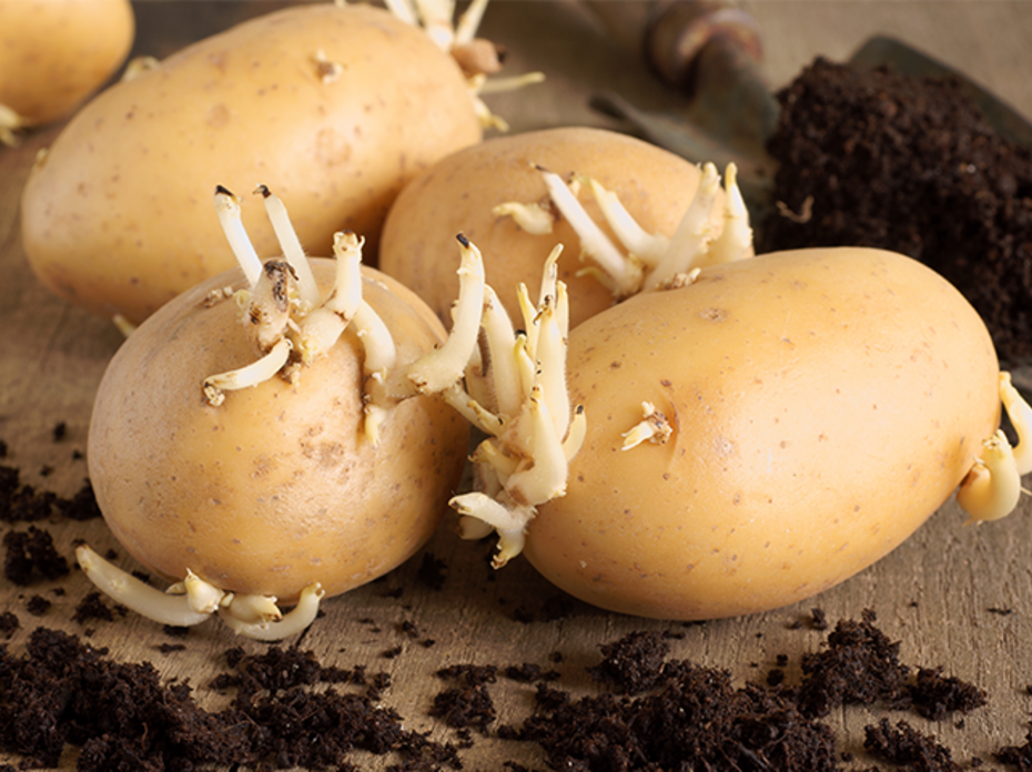 Potatoes sprouting on wooden table