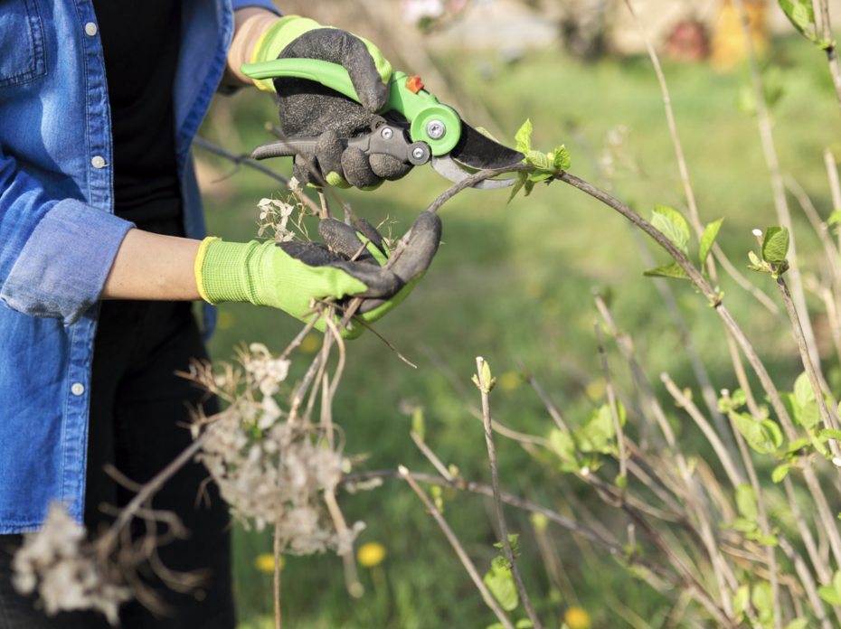 A person uses lopers to prune a hydrangea plant.