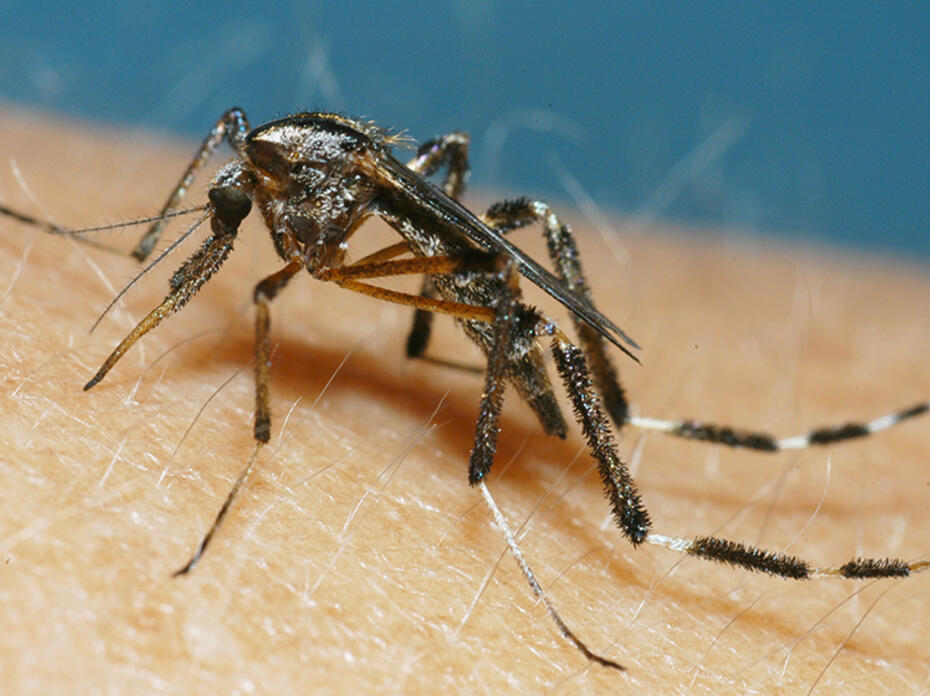  A mosquito sits on a person's arm.