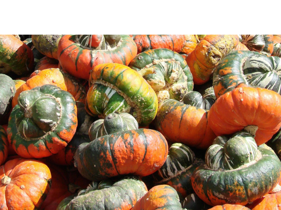 Turban Squash