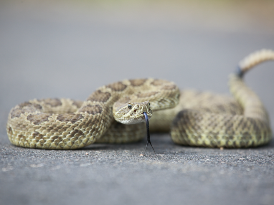 a snake