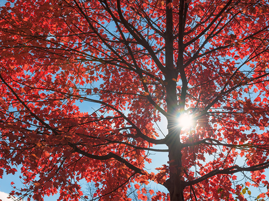 Sun shining through red maple tree branches