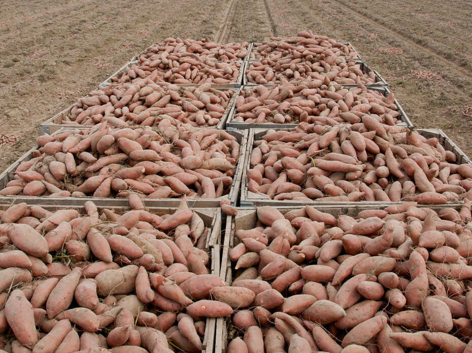 A bin of sweet potatoes sitting in a field harvested from Edmonson Farm in Vardaman, MS