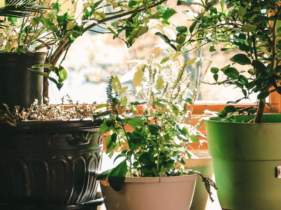 A group of house plants sitting next to a window. 