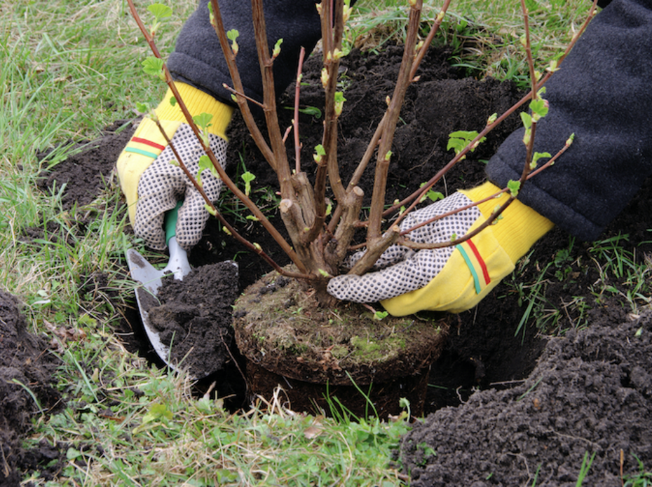 A person with yellow gloves on planting a shrub.