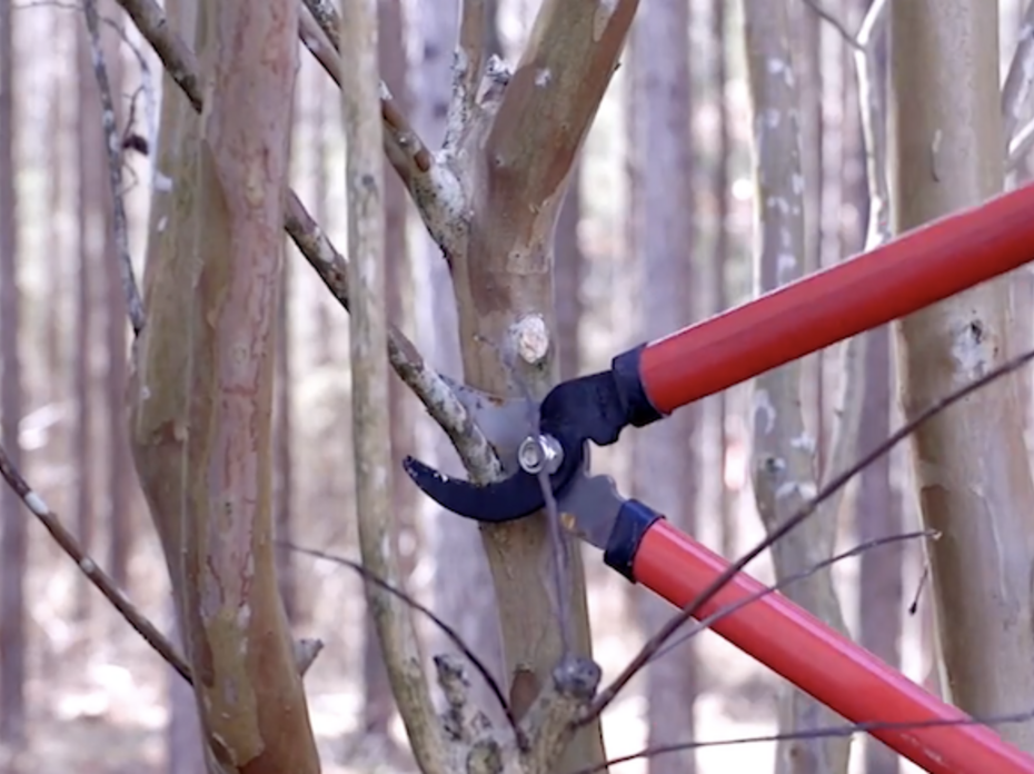 A red pruning tool cutting a branch. 