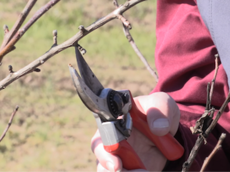 A person pruning a tree branch with red shears.