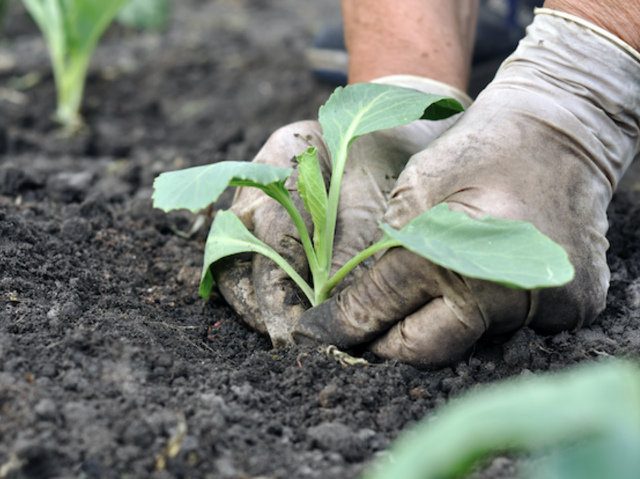 A closeup of a person with white gloves planting cabbage.