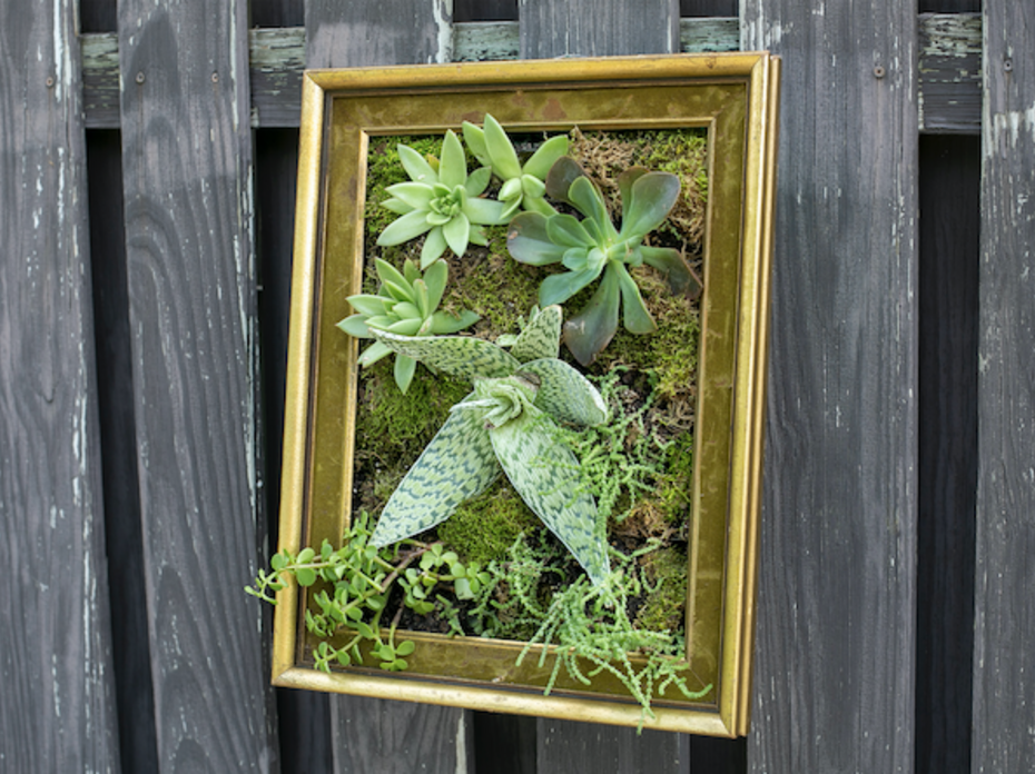 Bright green sedums displayed in a gold picture frame. 