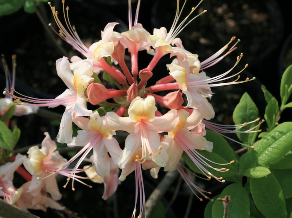 A light pink native azalea. 