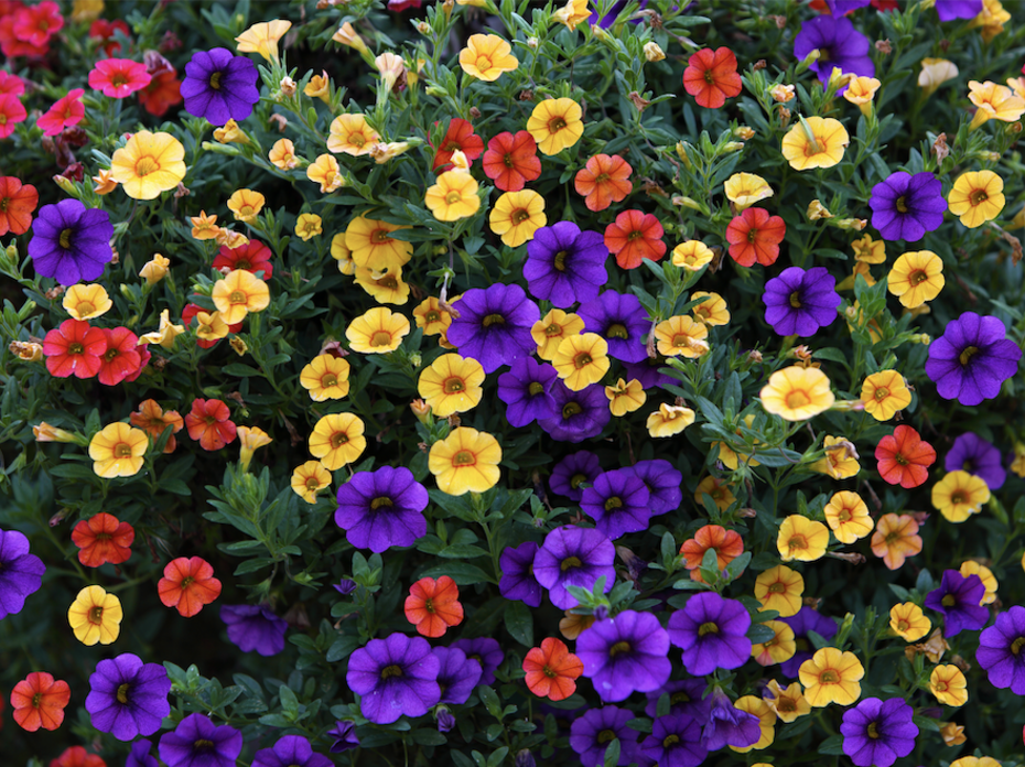 A group of purple, yellow, and red petunias. 