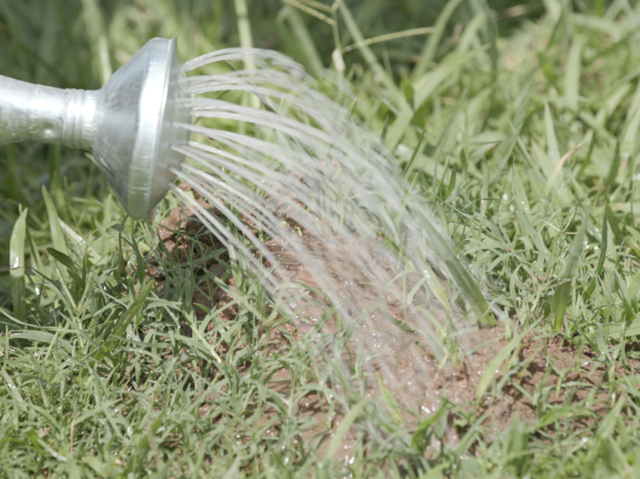 Liquid drench is poured from a watering can on a fire ant bed.