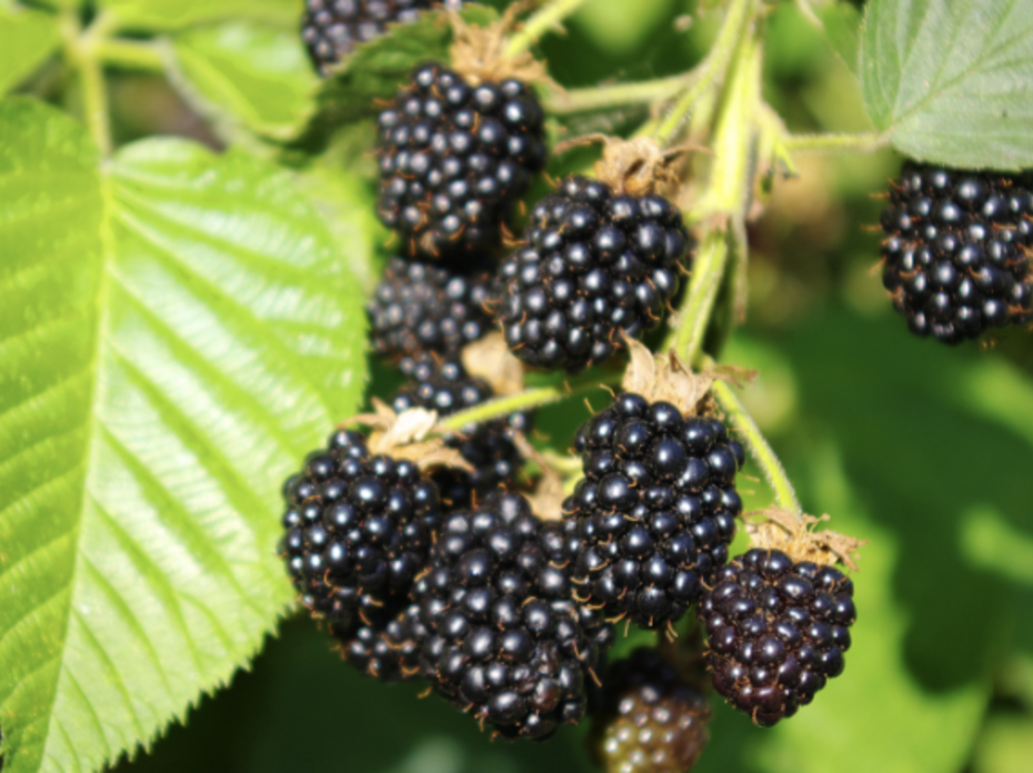 A cluster of blackberries on a bush. 