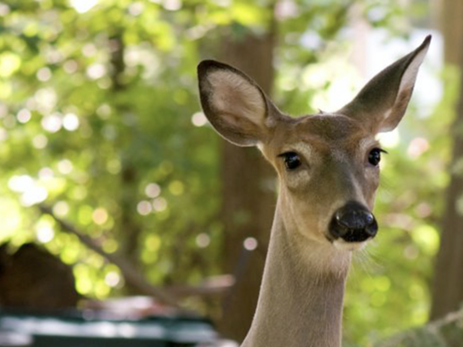A close-up of a white-tail deer's face.