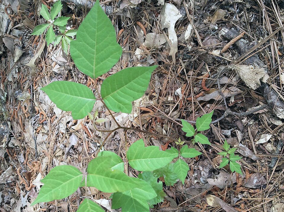 A poison ivy vine.