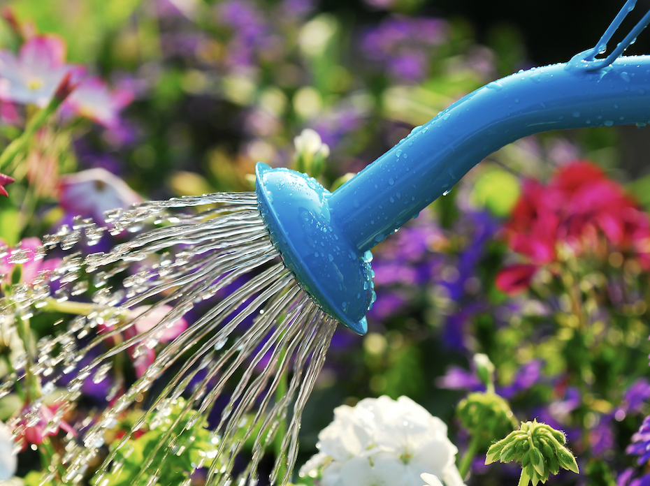 Watering colorful flowers with a blue watering can.