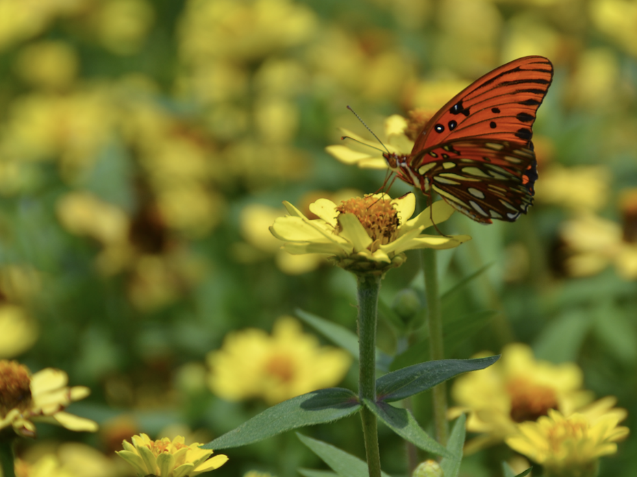 An orange butterfly on a yellow flower.