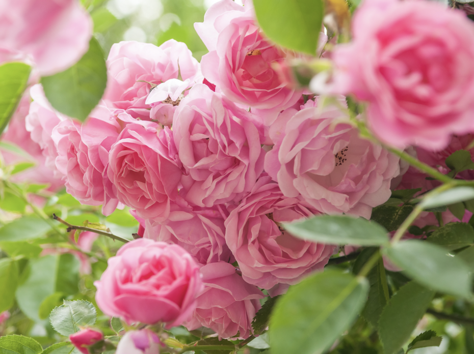 A cluster of bright pink roses.
