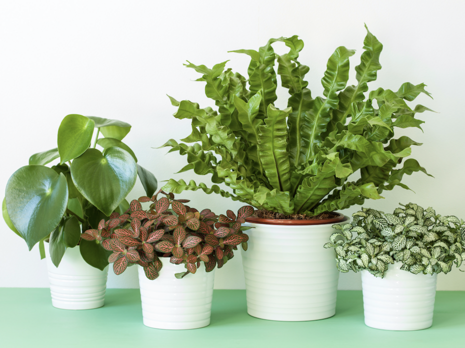 Four house plants in white pots.