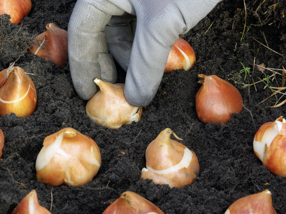 A hand with a a grey glove on planting a series of bulbs in the soil. 