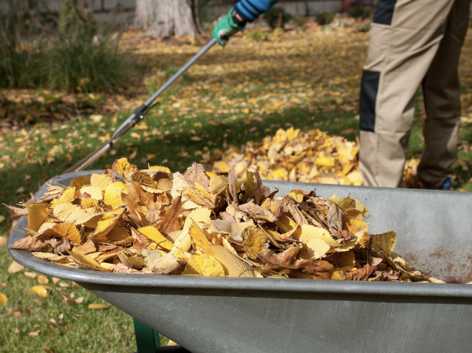 A man raking leaves into a wheelbarrow. 