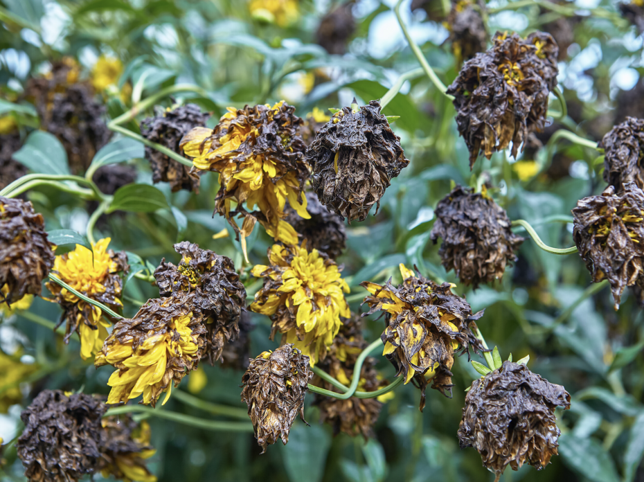 Yellow flowers turned brown. 