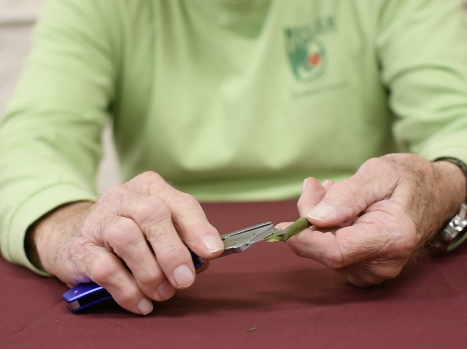 A person wearing a green shirt scraping a stem with a razor bade. 