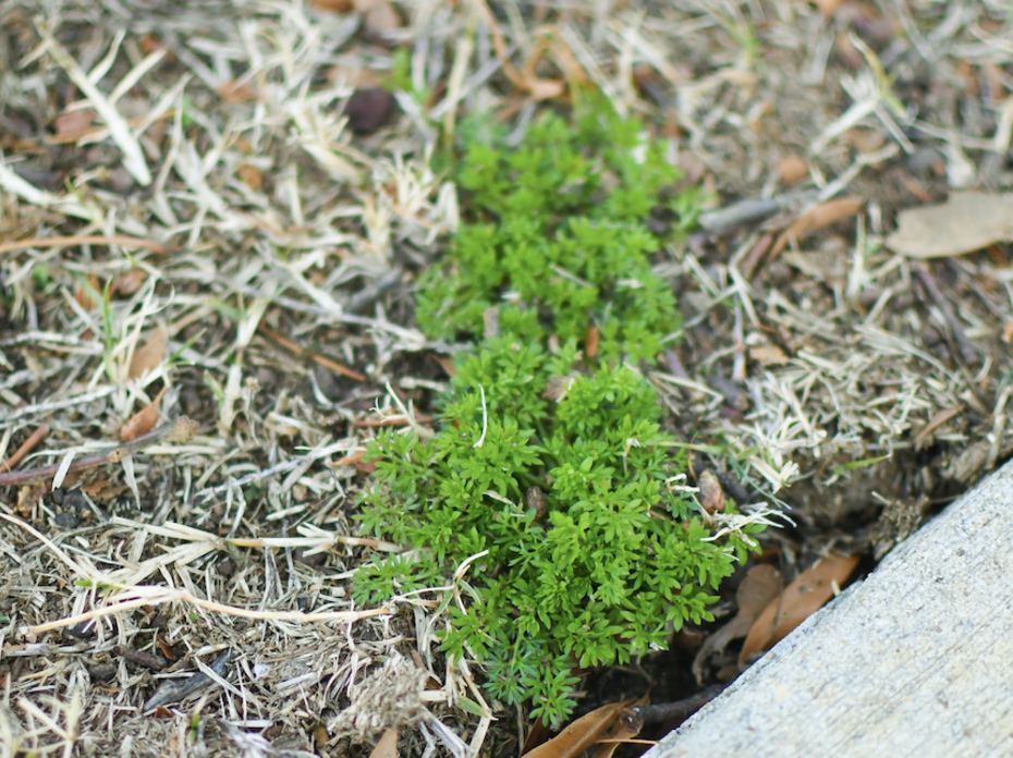 Bright green burweed in a patch of dead grass.