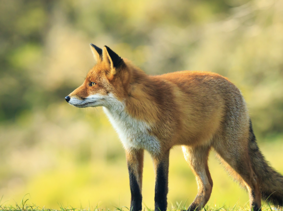 Red fox in a field. 
