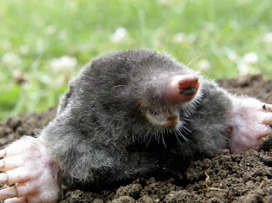 An Eastern mole. 